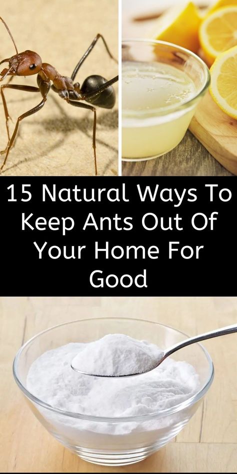 Humour, Nature, Natural Ant Repellant, Red Velvet Chocolate Cake, Ant Spray, Ant Repellent, Citrus Smell, Rid Of Ants, Get Rid Of Ants