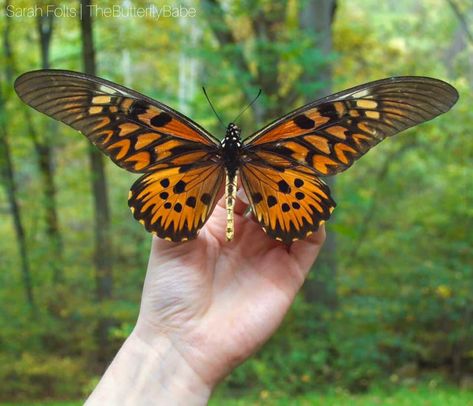 Giant African Swallowtail - Papilio antimachus — The Butterfly Babe Rainforest Insects, Names Of Butterflies, Giant Butterfly, Animals Aesthetic, Butterfly Species, Central Africa, Swallowtail Butterfly, Butterfly Photos, Beautiful Bugs