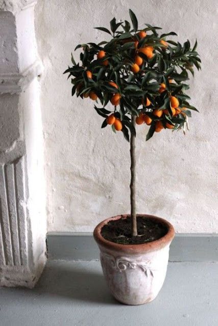 Eye For Design: The Old World Charm Of Potted Citrus Trees......Indoors And Out Kumquat Tree, Balkon Decor, Orange Trees, Indoor Trees, Citrus Trees, Beautiful Fruits, Orange Tree, Fruit Plants, Lemon Tree