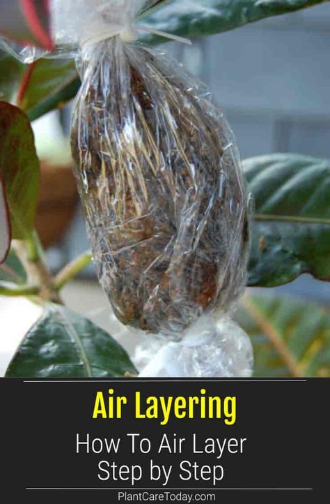 Indoor Planting, Air Layering, Growing Fruit Trees, Plant People, Planting Ideas, Victory Garden, Home Vegetable Garden, Propagating Plants, Diy Plants