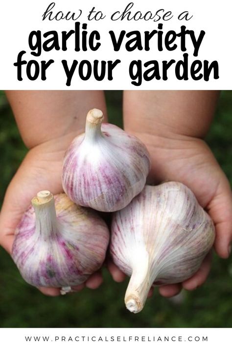 If you buy your garlic from the supermarket, chances are you’ve only ever tried one type. Home gardeners have dozens of options, each with their own unique characteristics and flavor. There are so many types of garlic, that it can be a bit difficult to understand how to choose garlic for your backyard garden. Garlic In Containers, Types Of Garlic, Garlic Growing, Growing Vegetables Indoors, Grow Garlic, Vertical Vegetable Gardens, Diy Outdoor Projects, Indoor Vegetables, Planting Garlic