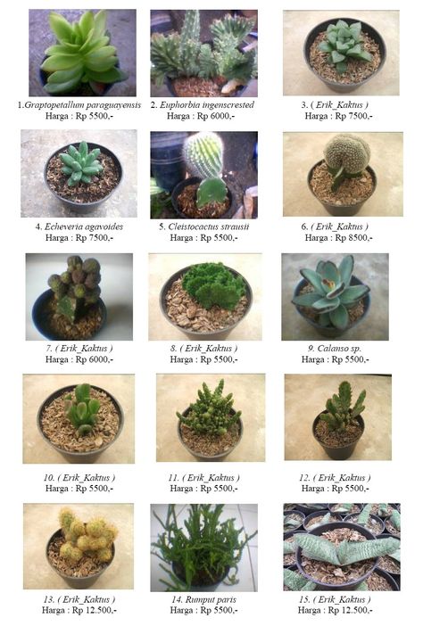 Cactus Names, Succulent Names, Types Of Succulents Plants, Types Of Cactus, Kaktus Dan Sukulen, Marketing Office, Cactus Types, Eye Pictures, Types Of Succulents