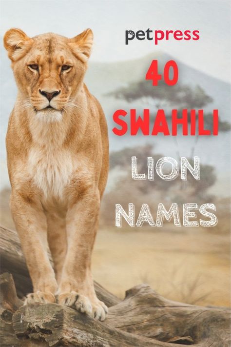 Swahili is a native African language and if you're looking for a lion name, check out this list of 40 lion names in Swahili with meanings. Swahili Names And Meanings, African Names With Meaning, Swahili Names, African Names, Lion King Names, Native African, African Name, Lion Africa, Pet Lion