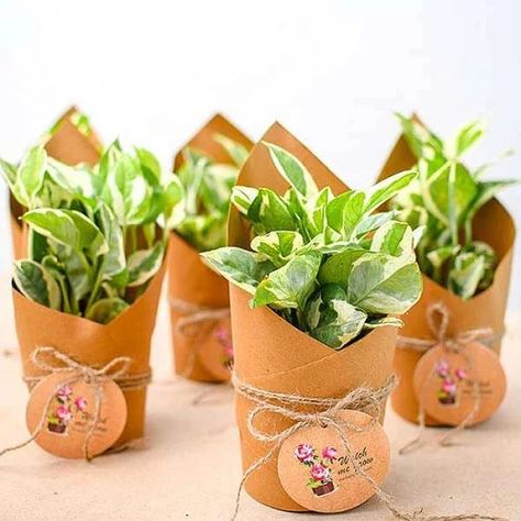 Potted Plant Centerpieces, Outdoor Flowering Plants, Christmas Plants Gifts, Plant Centerpieces, Birthday Return Gifts, Nature Gifts, Small Nurseries, Christmas Plants, Money Plant