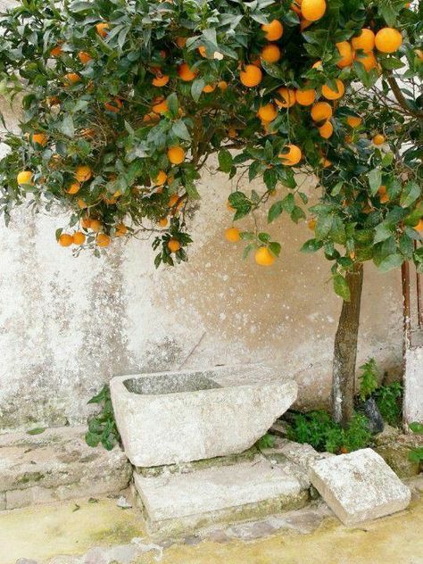 Sicilian Garden Ideas, Orange Trees Aesthetic, Sicily Countryside, Orange Tree Aesthetic, Sicily Garden, Sicilian Garden, Sicilian Countryside, Orange Tree Painting, Tattoo Plant