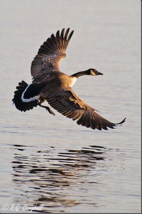 C Duck Mount, Photos Of Birds, Canada Geese, Wild Goose, Waterfowl Hunting, Photography Wildlife, What Is A Bird, Canadian Goose, Family Research