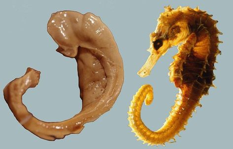 Hippocampus and seahorse Anterograde Amnesia, Limbic System, Brain Anatomy, Quick Reads, Natural Birth, Seahorses, Kids Discover, Human Brain, Alzheimers