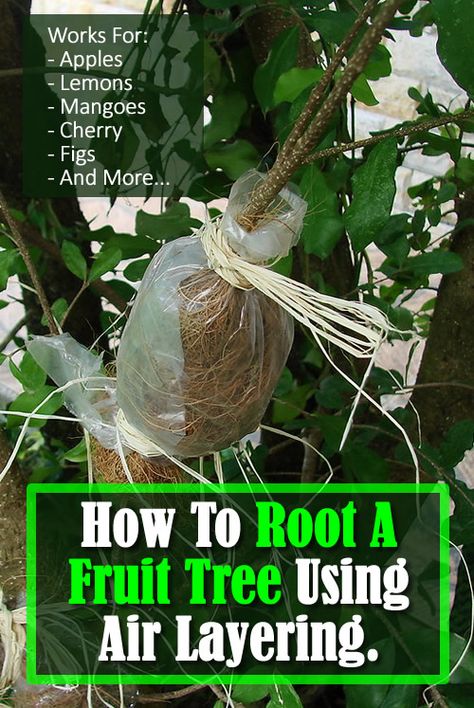 How To Root A Fruit Tree Using Air Layering - rooting a branch... #gardening #gardendiy #gardeningtips #fruittrees #growfruittrees #growtrees #homestead #homesteading #garden Air Layering Fruit Trees, Grow Vanilla, Grow Vanilla Beans, Homesteading Garden, Cardamom Plant, Plant Grafting, Smart Gardening, Ginseng Plant, Passion Fruit Plant