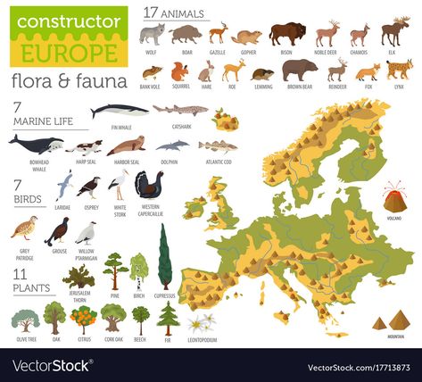 Fox Icon, Elements Animals, Animal Infographic, Illustration Infographic, Montessori Geography, Flora Y Fauna, Isometric Map, Montessori Toddler Activities, Tree Vector