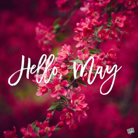 Hello May Quotes, Aesthetic Spring Wallpaper, Wallpaper April, Happy New Month Quotes, April Aesthetic, April Wallpaper, New Month Wishes, Neuer Monat, New Month Quotes