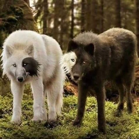 ☯️ Lup Singuratic, Scary Dogs, Wolf Spirit Animal, Canine Art, Beautiful Wolves, Pretty Dogs, Rare Animals, Pretty Animals, Cute Animals Images