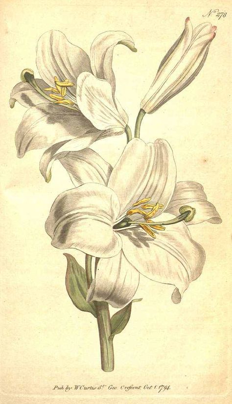 3017 Lilium candidum L. / Botanical Magazine, vol. 8: t. 278 (1794) [n.a.] Lilium Candidum, Lily Illustration, Lilies Drawing, Botanical Floral Prints, Poster Nature, Botanical Vintage, Tulip Painting, Flower Drawings, Lily Painting