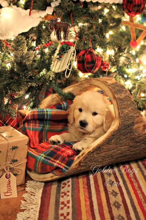 Golden Retriever puppy under Christmas tree in log basket with plaid blanket - www.goldenboysandme.com Log Basket, Christmas Dreaming, Under The Christmas Tree, Christmas Feeling, Christmas Puppy, Plaid Blanket, Corn Dogs, Christmas Wonderland, Golden Retriever Puppy