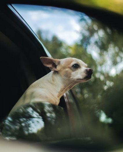 Taking pets to the park or for a fun drive can be enjoyable as long as your dog or cat is well behaved and under control. You don't want their claws to accidentally shred the upholstery, shed fur on the floor mats, or have a toileting accident in the seat. Here are some things you can do to protect your vehicle when your pet is in the car: Dramamine For Dogs, Porch Potty, Pet Taxi, Travel Presents, Beautiful Dogs Photos, Car Sick, Motion Sickness, Pet Blog, Cat Travel