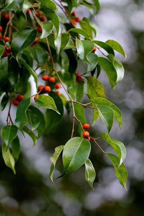 Ficus Benjamina – Weeping Fig Tree Care: Ficus benjamina, also known as the weeping fig tree, is a beautiful and beneficial tree that comes from Southeast Asia and Northern Australia. In this guide you'll learn exactly how Fig Tree Care, Weeping Fig Tree, Bonsai Ficus, Weeping Fig, Ficus Benjamina, Windowsill Garden, Fig Plant, Missouri Botanical Garden, Potted Houseplants