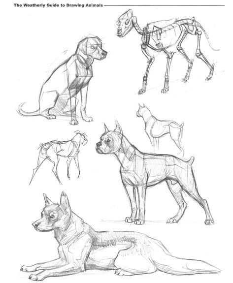 Dog Structure Drawing, Dog Drawing Sitting, Dog Gesture Drawing, Sitting Dog Drawing Reference, Dog Sitting Reference, Dog Anatomy Reference, Dog Poses Drawing, Dog Anatomy Drawing, Dog Poses Reference