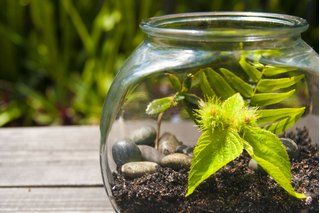 How to Make a Self Contained Ecosystem for the Classroom | eHow Ecosystem In A Jar, Ecosystem In A Bottle, Fair Projects, Science Fair Projects, Organic Matter, Science Fair, Water Absorption, Potting Soil, Small Gardens