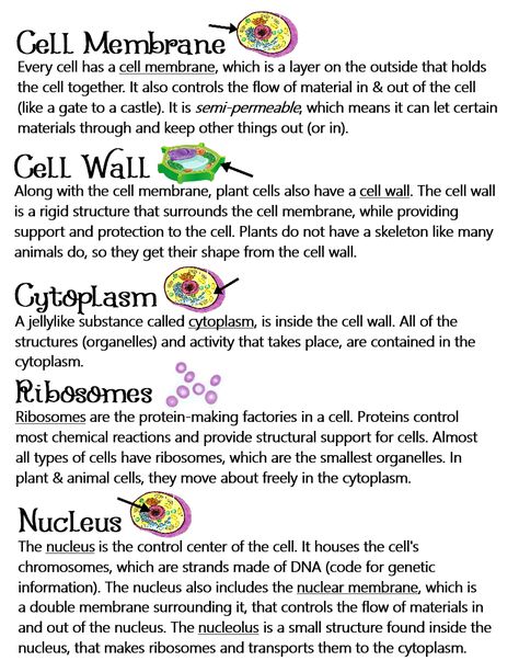 What Is Cell Notes, Plant Cell Notes Biology, Cell Specialization Notes, Animal Cells Notes, Biology Notes Animal And Plant Cells, Science Cells Notes, Cell Study Notes, Cell Physiology Notes, Cell Class 9 Notes