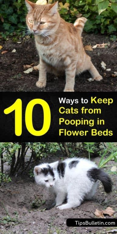 Cat Repellant Outdoor, Cat Deterrent, Cat Repellant, Garden Remedies, Cat Proofing, Cat Plants, Fall Garden Vegetables, Ground Cover Plants, Outdoor Cats