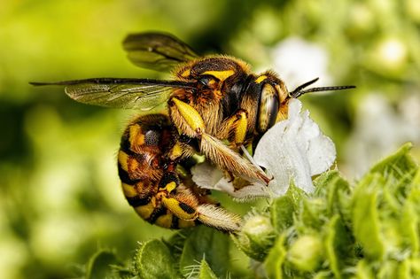 Wool Carder Bee in Basil I | da Dalantech Wool Carder Bee, Different Bees, Canon 70d, Bee Keeper, Macro Lens, National Geographic Photos, National Geographic, The List, Amazing Photography