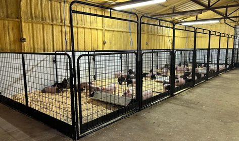 PANELS – GATES – PENS – Lazy JV Ranch Equipment Sales Livestock Pens Ideas, Show Goat Pen Ideas, Show Pig Pen Ideas, Barn Layout Multi Animal, Pig Barn Ideas, Pygmy Goat Pen, Pig Pen Ideas, Goat Pen Ideas, Livestock Pens