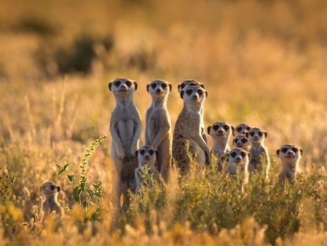 Beautiful Animal Family Portraits You Will Want To Put Over Your Fireplace Animal Expressions, Animals Africa, Prairie Dogs, African Wildlife, Amazing Animals, Wild Life, Sweet Animals, Animal Planet, Adorable Animals