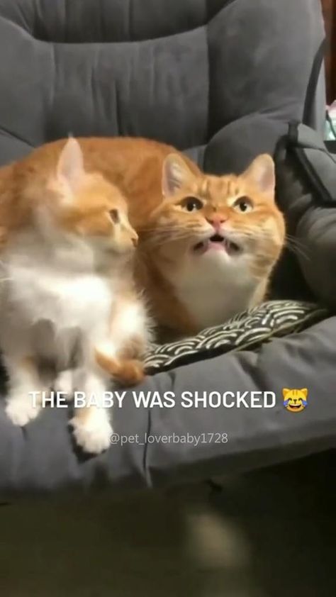 Lol Animals, Funny Videos Cats, Funny Cat Videos Can't Stop Laughing Hilarious Kitty, Hilarious Cat Videos, Cat Sleeping Funny, Funny Cat Videos Can't Stop Laughing, Funny Animal Videos Can't Stop Laughing, Cats And Kittens Videos, Funny Cat Videos Hilarious