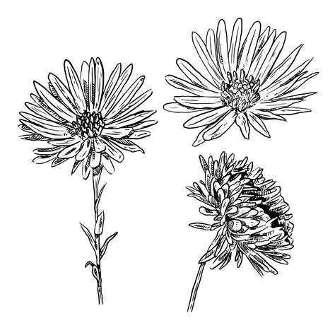 Aster Sketch, Aster Flower Drawing, Aster Drawing, Aster Flower Tattoos, Flower Watercolour, Flower Tattoo Drawings, Aster Flower, Draw And Paint, Flower Collection