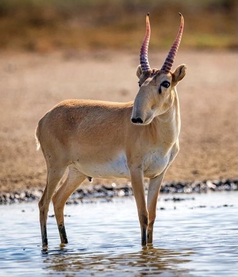 Saiga antelope saiga antelope photography saiga antelope wallpaper saiga antelope drawing saiga antelope tattoo saiga antelope art saiga antelope illustration saiga antelope cartoon mammals animals cute animal animal tattoo animal drawing animal painting animal nails animal wallpaper animal aesthetic animal print animal sketches animal art drawing animal sticker animal t shirt wild animals nature aesthetic nature wallpaper wild life photography beautiful wallpapers beautiful aesthetic Antelope Wallpaper, Antelope Photography, Antelope Tattoo, Antelope Illustration, Antelope Drawing, Antelope Art, Saiga Antelope, Aesthetic Wildlife, Antelope Skull