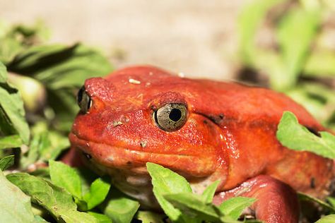 Tomato Frog, Frog Fruit Plant, Tomato Frog Terrarium, Frogs Poisonous, Red Eye Tree Frog Terrarium, Turtle Aquarium, Pacman Frog, Frog Terrarium, Large Terrarium