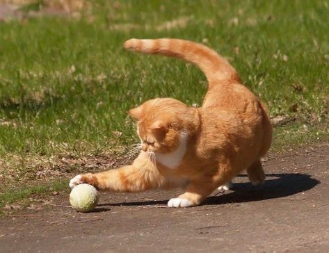 Cat Play Area, Cat Anatomy, Cat Reference, Cat Pose, Pictures Funny, Kittens Playing, Outdoor Cats, Cat Sleeping, Cat Playing