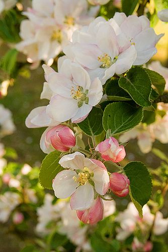 Apple blossom. | by Live Bohemian Pink, Plants, Flowers, Apple Blossom, The Tree, A Tree, Pink Flowers, Blossom, White