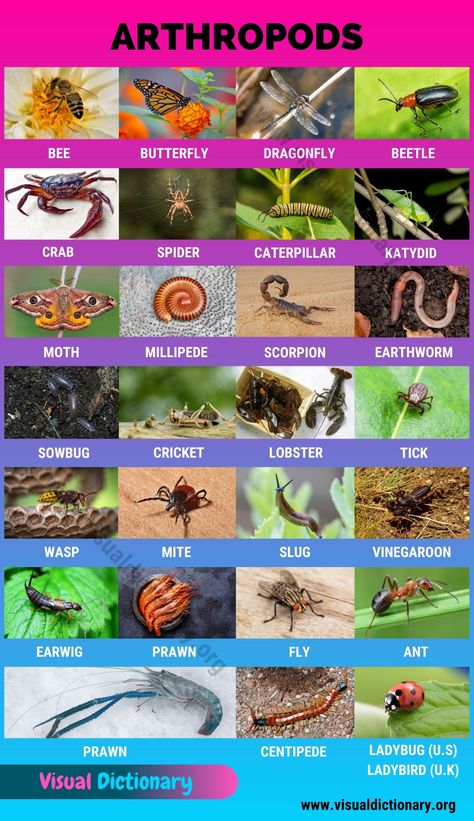 Animals Classification, Classification Of Animals, Mammals Animals, Animals Name In English, Crab Spider, Animal Classification, Animal Names, Visual Dictionary, All Animals