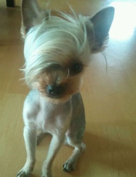 Yorkie Haircut, Yorkie Cuts, Beautiful Pets, Ugly Animals, Creative Grooming, Ugly Dogs, Goofy Dog, Ugly Cat, Dog Haircuts