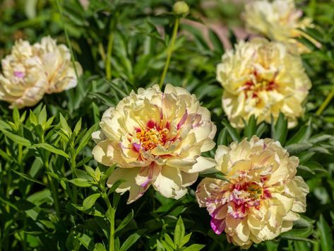 Itoh Peony, Peony Care, Yellow Peony, Itoh Peonies, Plant Types, Yellow Peonies, Planting Peonies, Peony Root, Growing Peonies