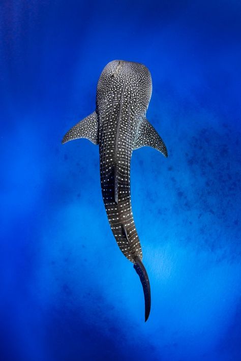 Whale Shark From Above, Whale Shark Photo, Shark Whale Tattoo, Whale Shark Photography, Whale Shark Swimming, Whale Shark Drawing, Whale Shark Art, Whale Photo, Whale Shark Tattoo