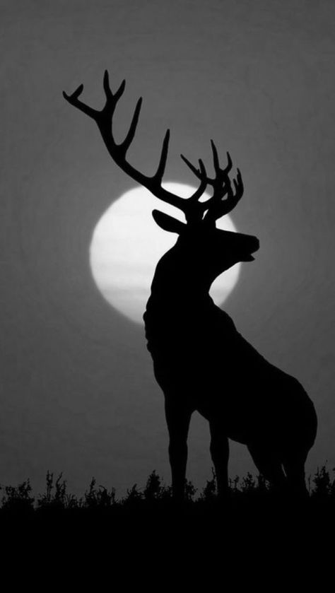 Black and White My favorite photo Distilling Alcohol, Deer Wallpaper, Deer Painting, Deer Silhouette, Silhouette Painting, Deer Art, Animal Silhouette, A Deer, Deer Head