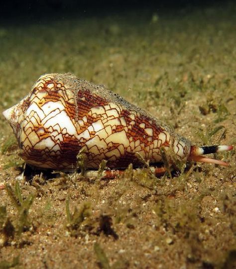 Cone Snail Cone Snail, Marine Invertebrates, Art Scrapbook, Molluscs, Scrapbook Journal, Marine Life, Sea Creatures, Animals, Art