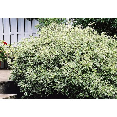 2.25-Gallon White Soft Touch Compact Holly Foundation/Hedge Shrub in Pot (L7165) at Lowes.com Soft Touch Holly, Halo Dogwood, Ivory Halo Dogwood, Foundation Planting, How To Attract Hummingbirds, Backyard Living, Fall Plants, Urban Farming, Plant Growth