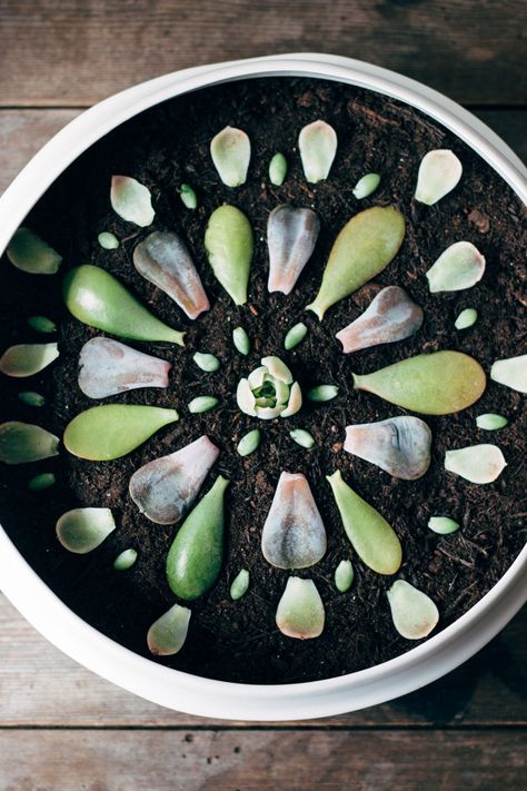 Make a Succulent mandala Succulent Mandala, Silver Dollar Succulent, Succulent Photography Close Up, Succulent Bowls Crystal, Ripple Jade Succulent, Propagating Succulents, Plant Information, Succulent Gardening, Propagating Plants