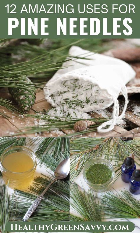 Did you know pine needles are edible? They add lovely pine-y flavor to many delicious recipes, plus they have medicinal properties. Learn what you need to know about foraging and using pine needles, and check out these 12 creative pine needle recipes. | edible wild plants | foraging in winter | medicinal plants | Medicinal Wild Plants, Pine Needle Tea, Pine Needle Crafts, Wild Foraging, Seasonal Eating, Foraging Recipes, Edible Wild Plants, Loose Leaf Teas, Foraged Food