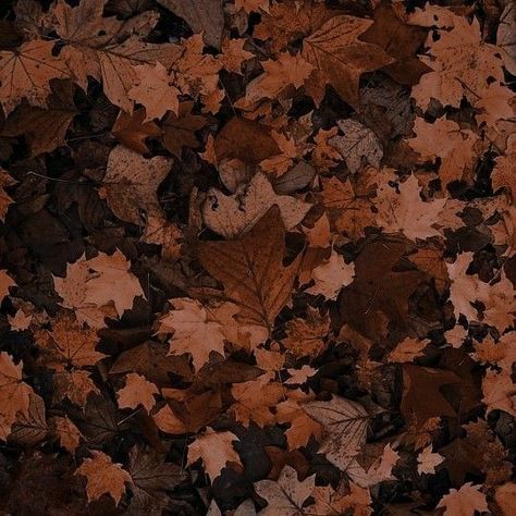 brown leaves Brown Eyes Aesthetic, Brown And Orange, Tableau Art, Brown Wallpaper, Wallpaper Vintage, Dark Academia Aesthetic, Beige Aesthetic, Academia Aesthetic, Aesthetic Colors