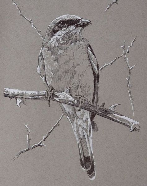 Ink Bird Drawing, Bird Ink Drawing, Toned Paper Sketch, Toned Paper Art, Toned Paper Drawing, Bird Art Painting, Birds Drawing, Small Lizards, Prey Animals