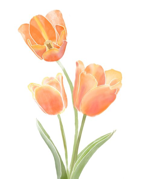 Drawing Orange, Tulips Images, Tulip Drawing, Orange Icons:), Fleur Orange, Tulip Painting, Tulips Art, Duck Nails, Watercolor Tulips