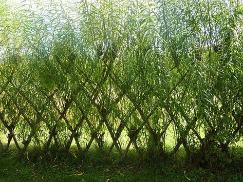 Permaculture, Masanobu Fukuoka, Straw Bale Construction, Permaculture Design Course, Cob Building, Growing Sweet Potatoes, Red Worms, Composting Toilets, Living Fence