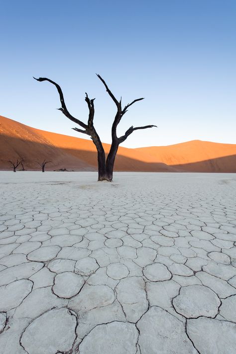 Friday Inspiration, Deserts Of The World, Desert Area, Namib Desert, Desert Photography, Photographie Portrait Inspiration, Lone Tree, Desert Landscape, Desert Landscaping