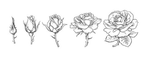 Rose Blooming Stages Drawing, Stages Of Flower Blooming Drawing, Roses Blooming Tattoo, Stages Of A Flower Blooming Drawing, Flower Stages Tattoo, Blooming Rose Drawing, Stages Of Rose Blooming Tattoo, Flowers Blooming Drawing, Rose Blooming Tattoo