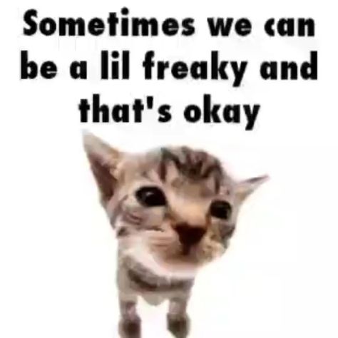 Learn to be one with the freaky 😝 ㅤ ㅤ ㅤ ㅤ ㅤ ㅤ ㅤ ㅤ ㅤ ㅤ #cat #cats #gato #gatito #gatitos #cutecats #funnycats #meme #elgato #elgatito #elgatitolover Cats Being Friends, Cat Memes Love, Send To Your Friend, Meme Cats, Meme Text, Goofy Cats, Cat Memes Funny, Brown Cats, Funny Cat Meme