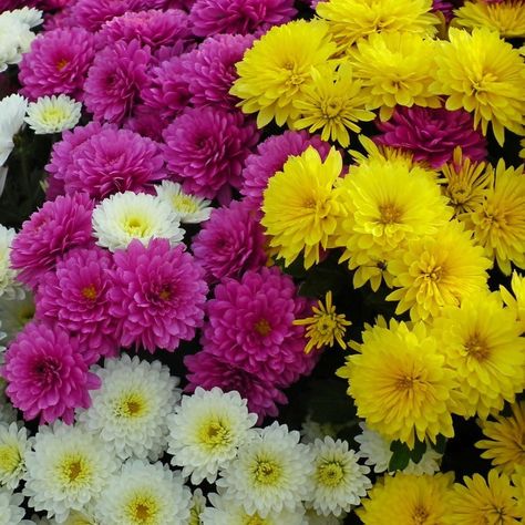 Chrysanthemum Growing, Mum Seeds, Chrysanthemum Seeds, Planting Mums, Fall Mums, Organic Mulch, Plant Tags, Organic Soil, Soil Layers