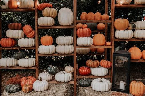 Pumpkin Wall Photoshoot, Fall Studio Setup, Fall Greenhouse Mini Sessions, Fall Festival Photo Backdrop, Fall Setup Photography, Pumpkin Patch Photo Backdrop, Fall Display Ideas, Fall Mini Sessions Set Up, Fall Photoshoot Setup Ideas